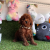 Red Brown Toy Poodle Yavrular